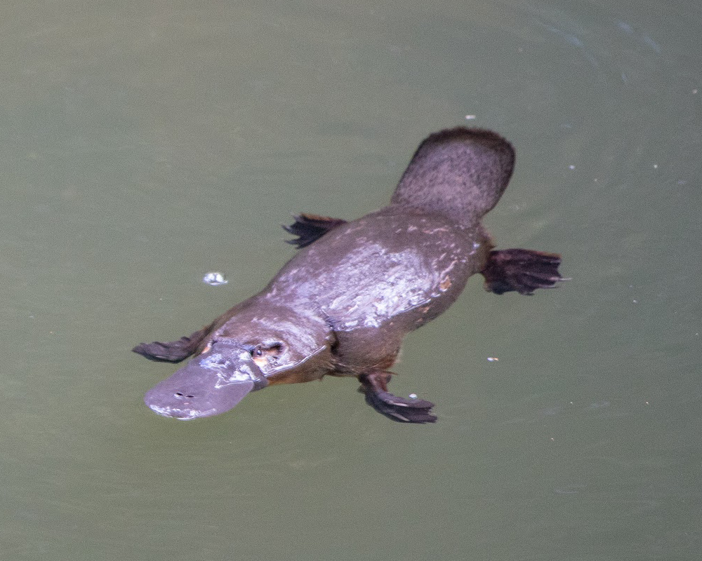 You can't pigeonhole the platypus